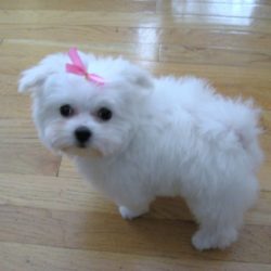 944101_467549419987542_1968207566_n