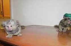 Kevin and Lilliana .