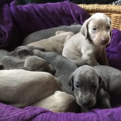 Weimaraner
