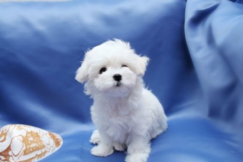 12979248-1 12979248-1