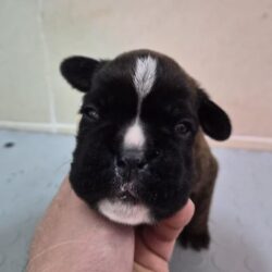 WhatsApp Image 2026-04-13 at 10.16.11 (1)