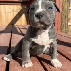 American Pit Bull Terrier