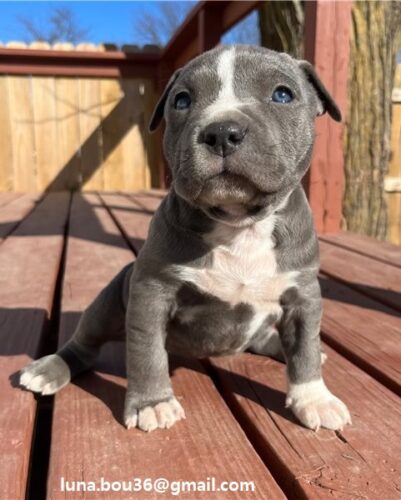 American Pit Bull Terrier American Pit Bull Terrier